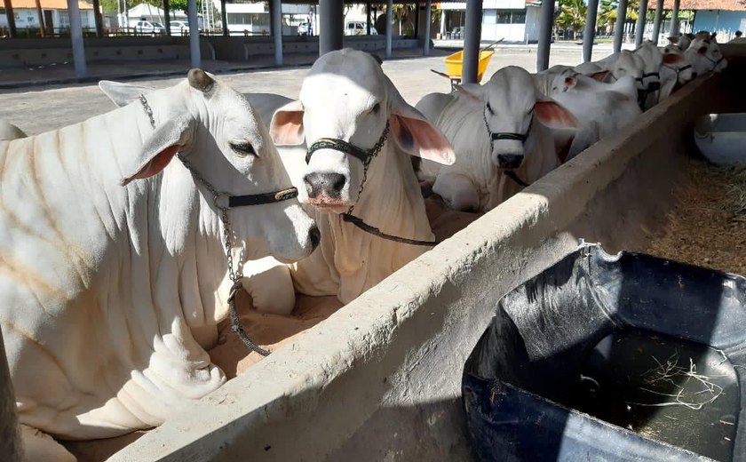 (Foto: Arquivo/BCCOM)