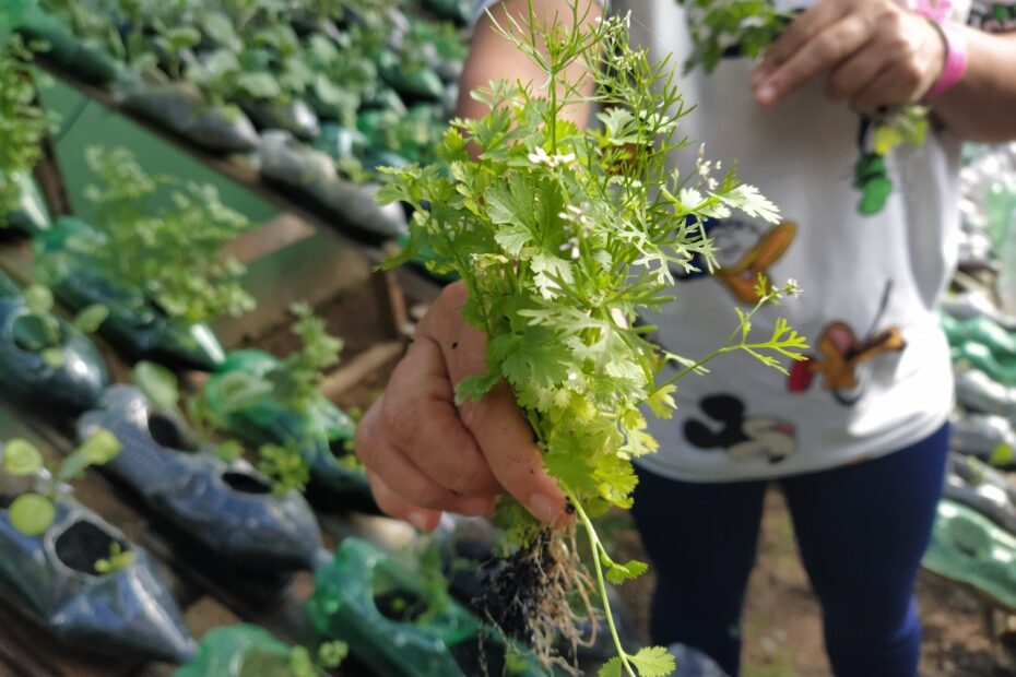(Foto: Reprodução/Amitis)