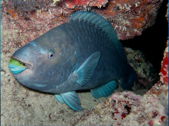 (Foto: Claudio Sampaio/Ufal)