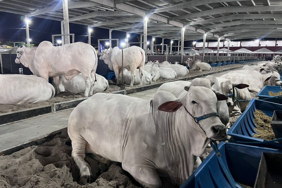(Foto: Divulgação/Expoagro)