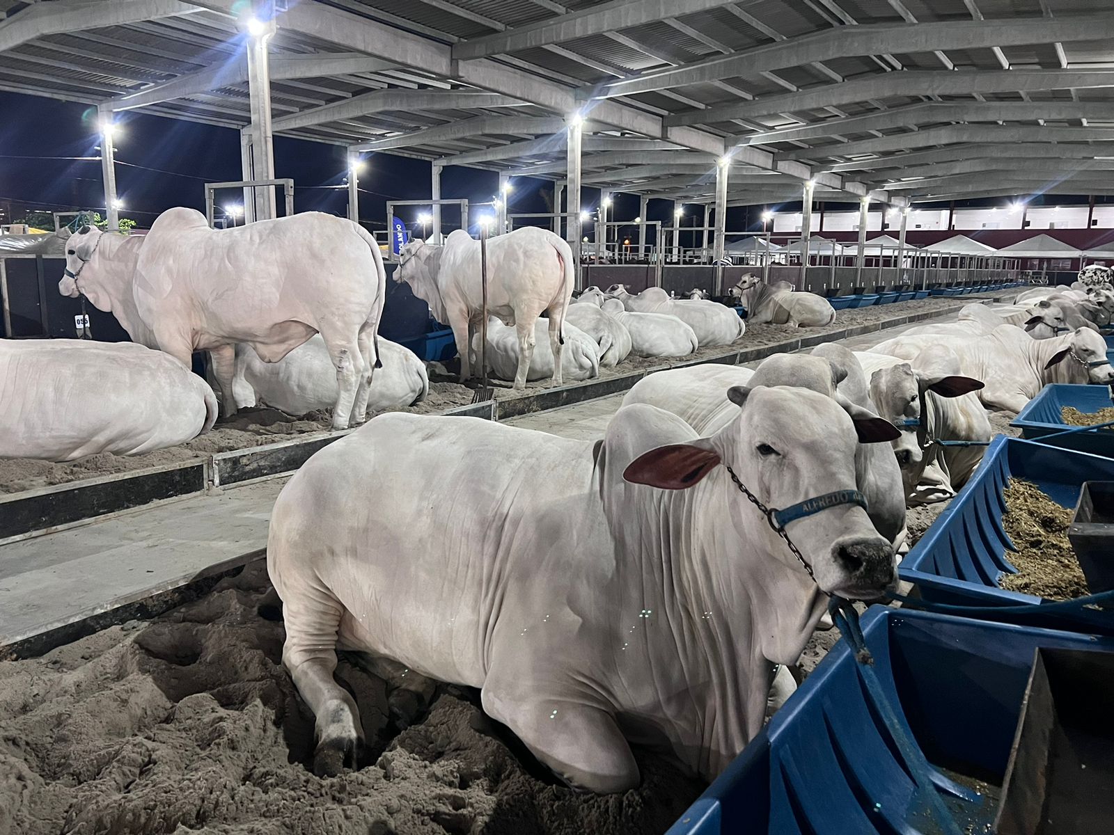 (Foto: Divulgação/Expoagro)